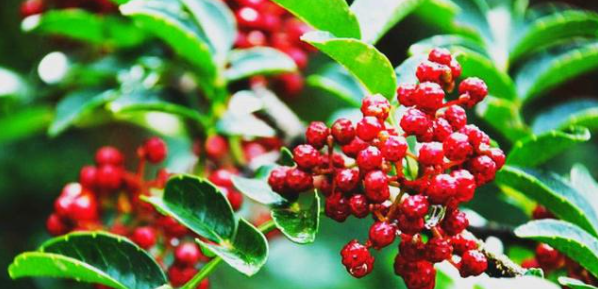 新宝GG—创立事业平台在线登录