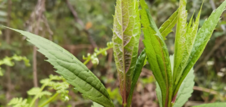 新宝GG—创立事业平台在线登录