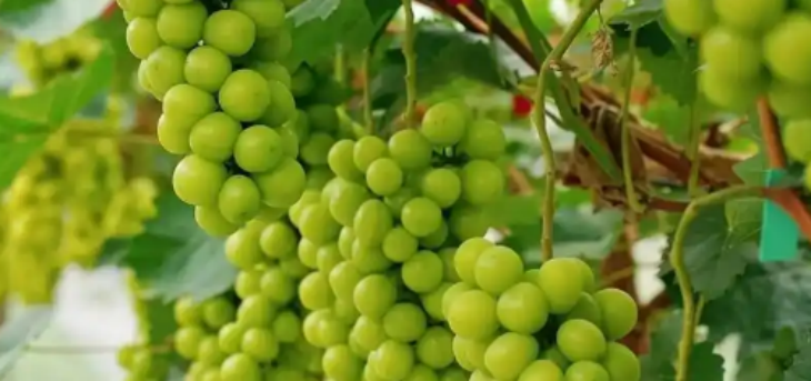 新宝GG—创立事业平台在线登录