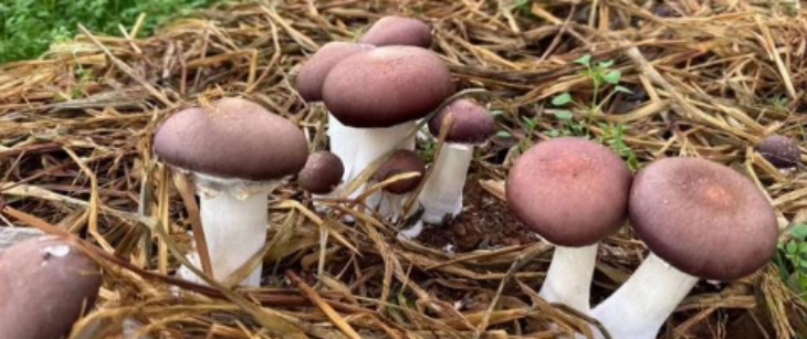 新宝GG—创立事业平台在线登录